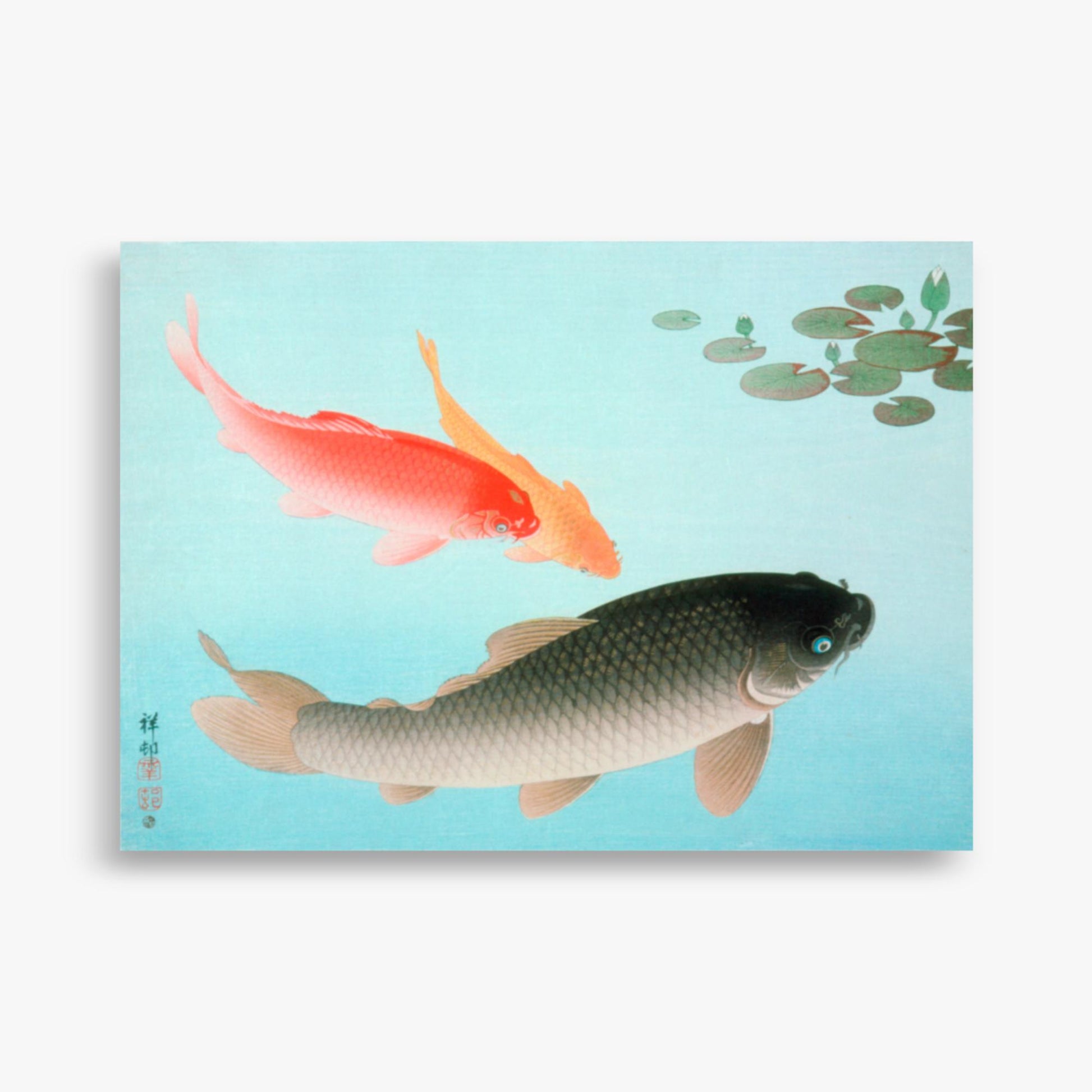 Ohara Koson - Common and Golden Carp 50x70 cm Poster