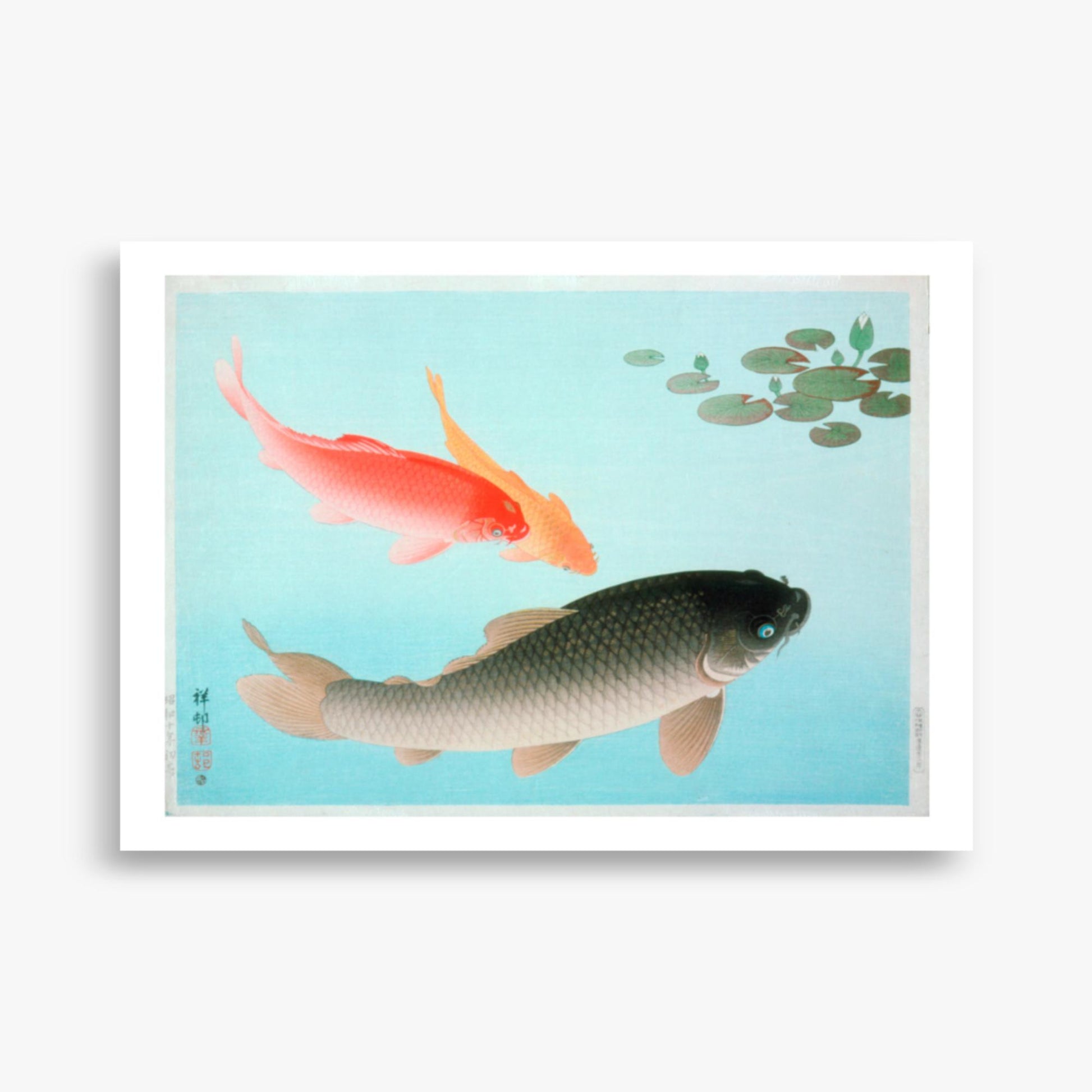 Ohara Koson - Common and Golden Carp 50x70 cm Poster