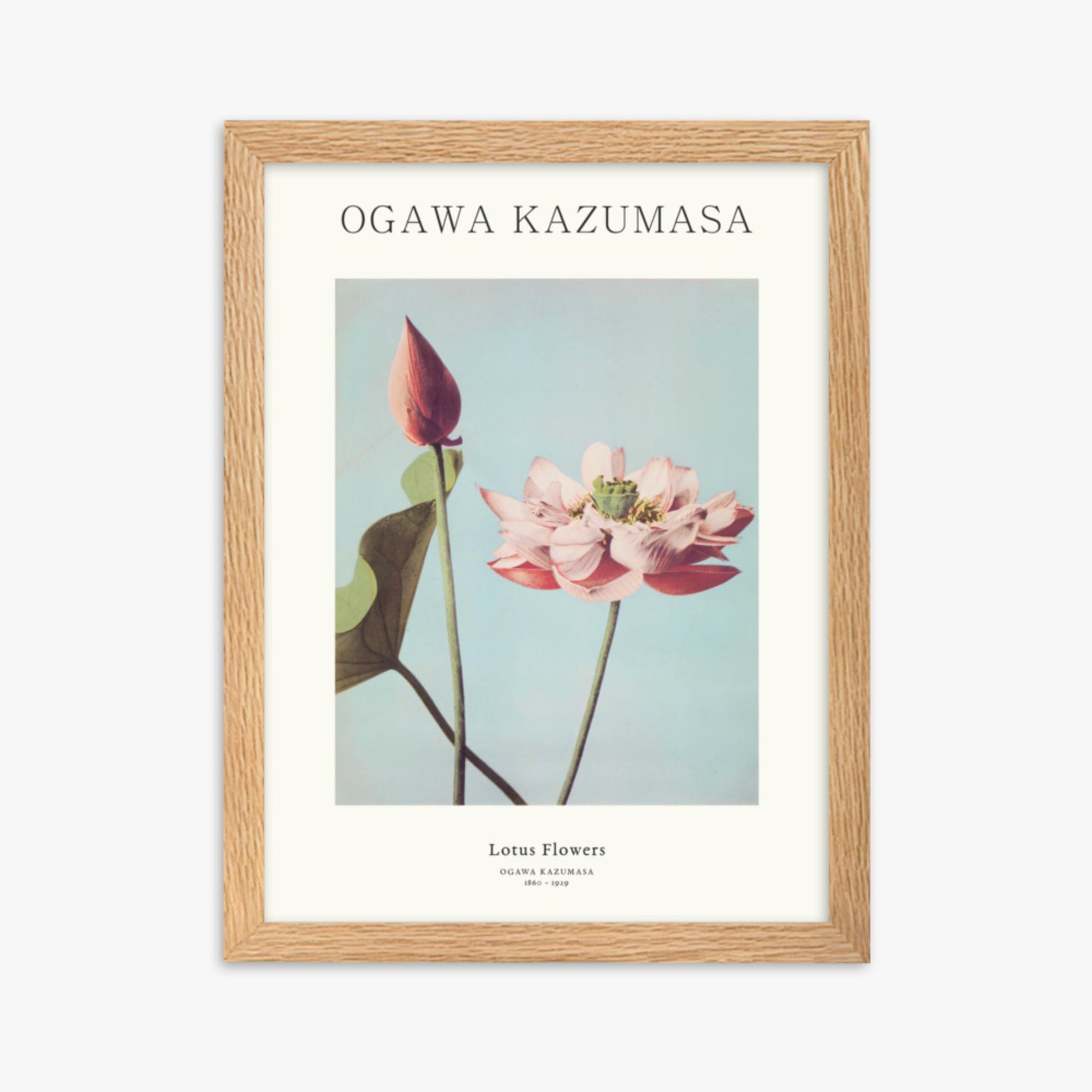 Ogawa Kazumasa - Lotus Flowers - Decoration 30x40 cm Poster With Oak Frame