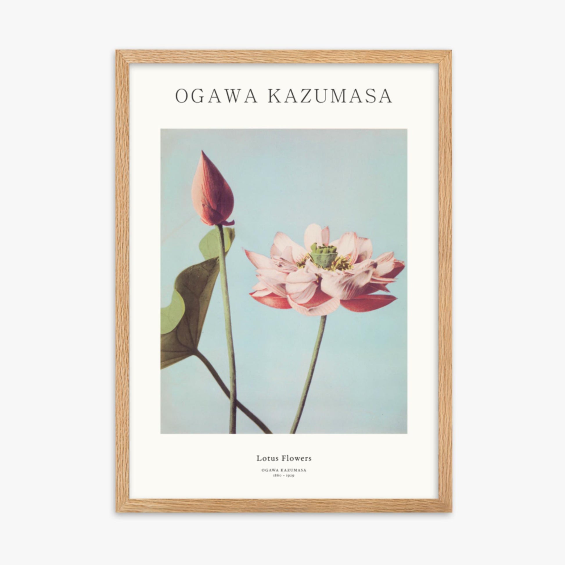 Ogawa Kazumasa - Lotus Flowers - Decoration 50x70 cm Poster With Oak Frame