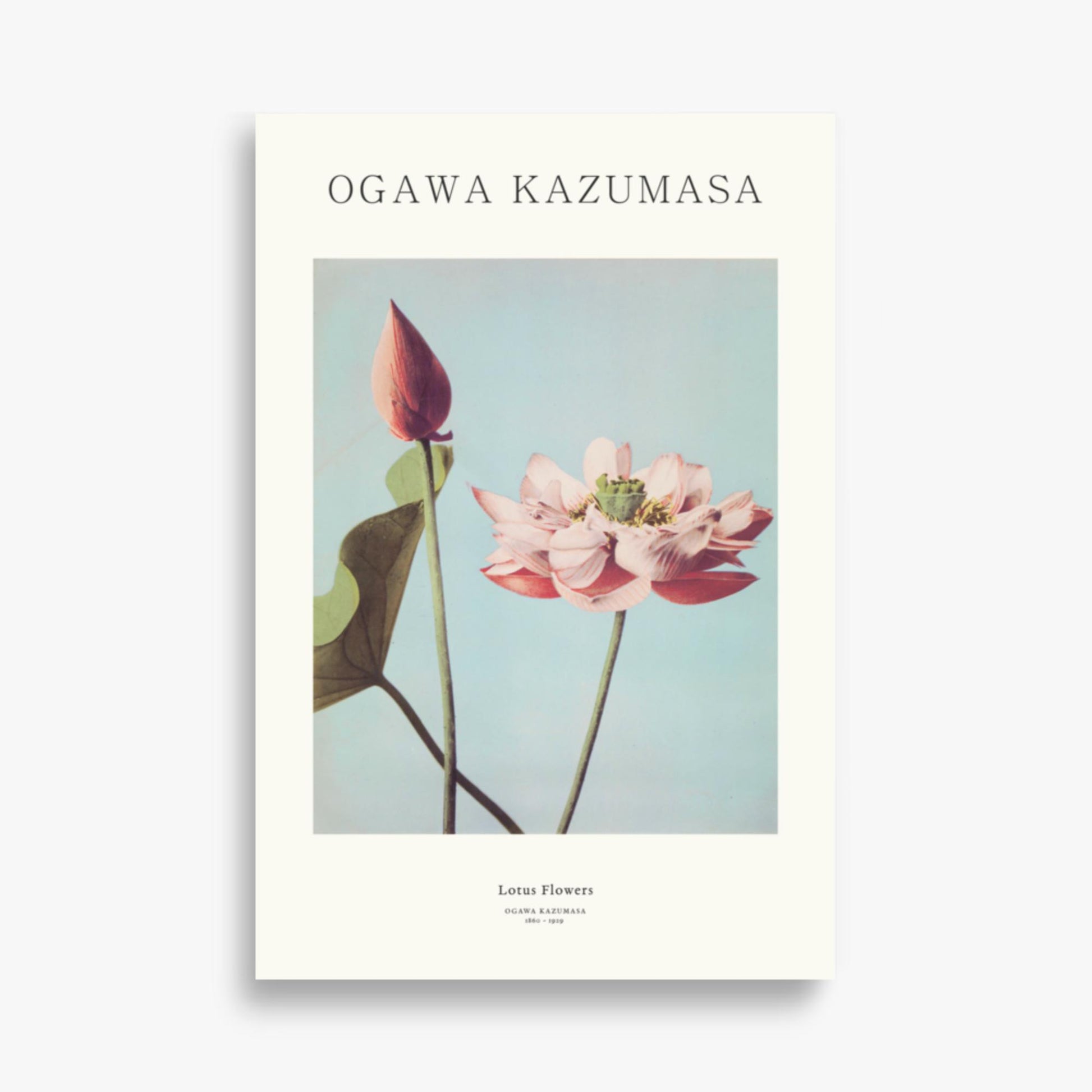 Ogawa Kazumasa - Lotus Flowers - Decoration 61x91 cm Poster