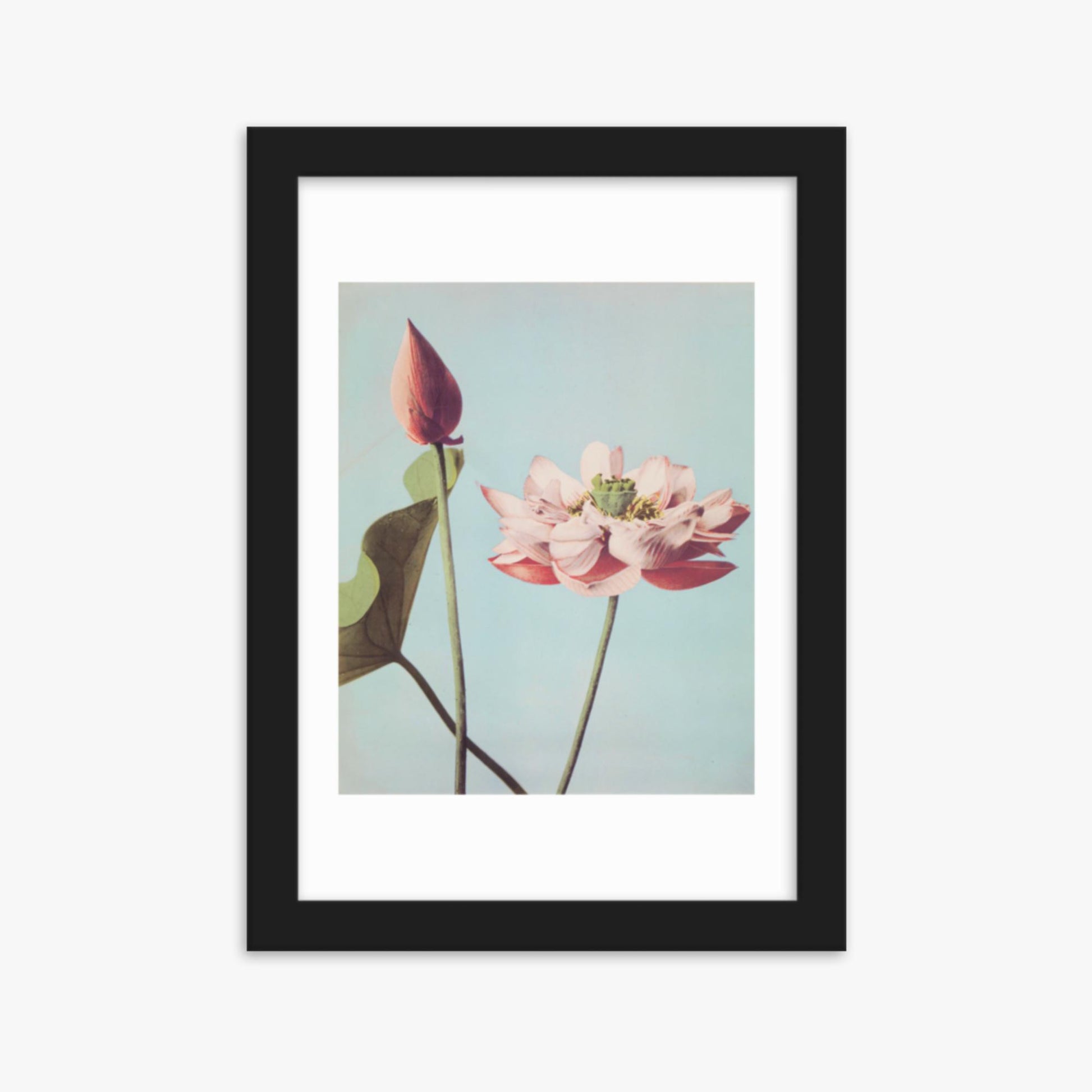 Ogawa Kazumasa - Lotus Flowers 21x30 cm Poster With Black Frame