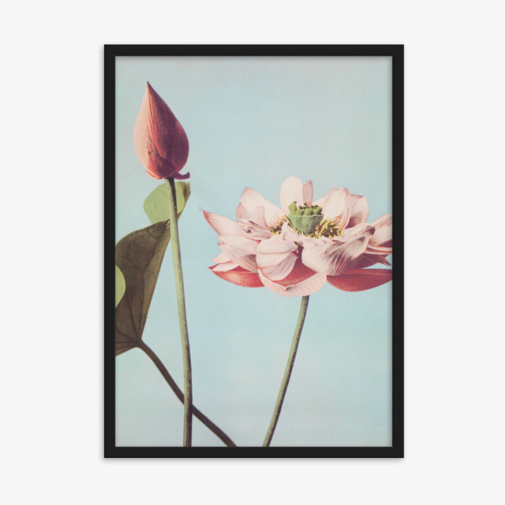 Ogawa Kazumasa - Lotus Flowers 50x70 cm Poster With Black Frame