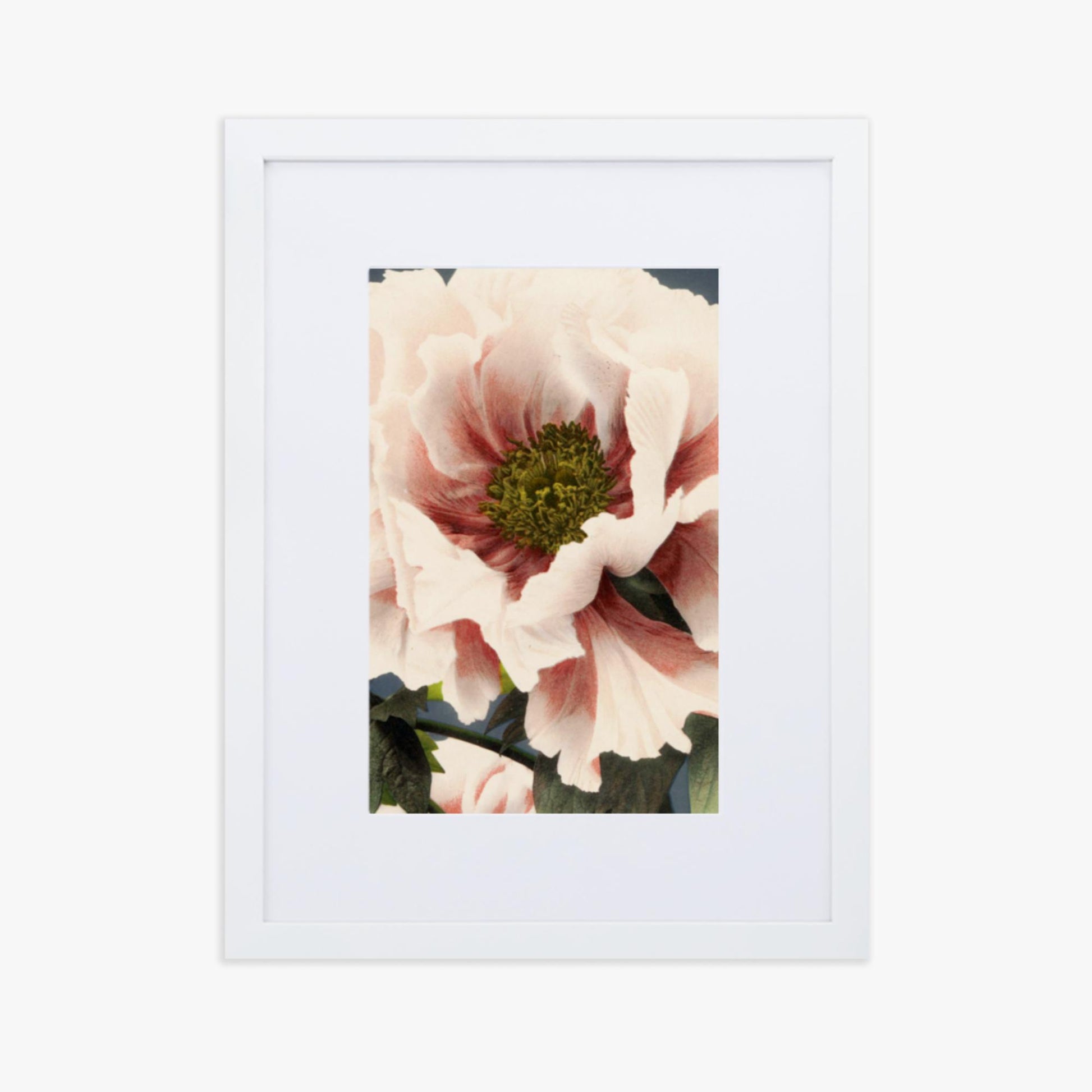 Ogawa Kazumasa - Peony 30x40 cm Poster With White Frame