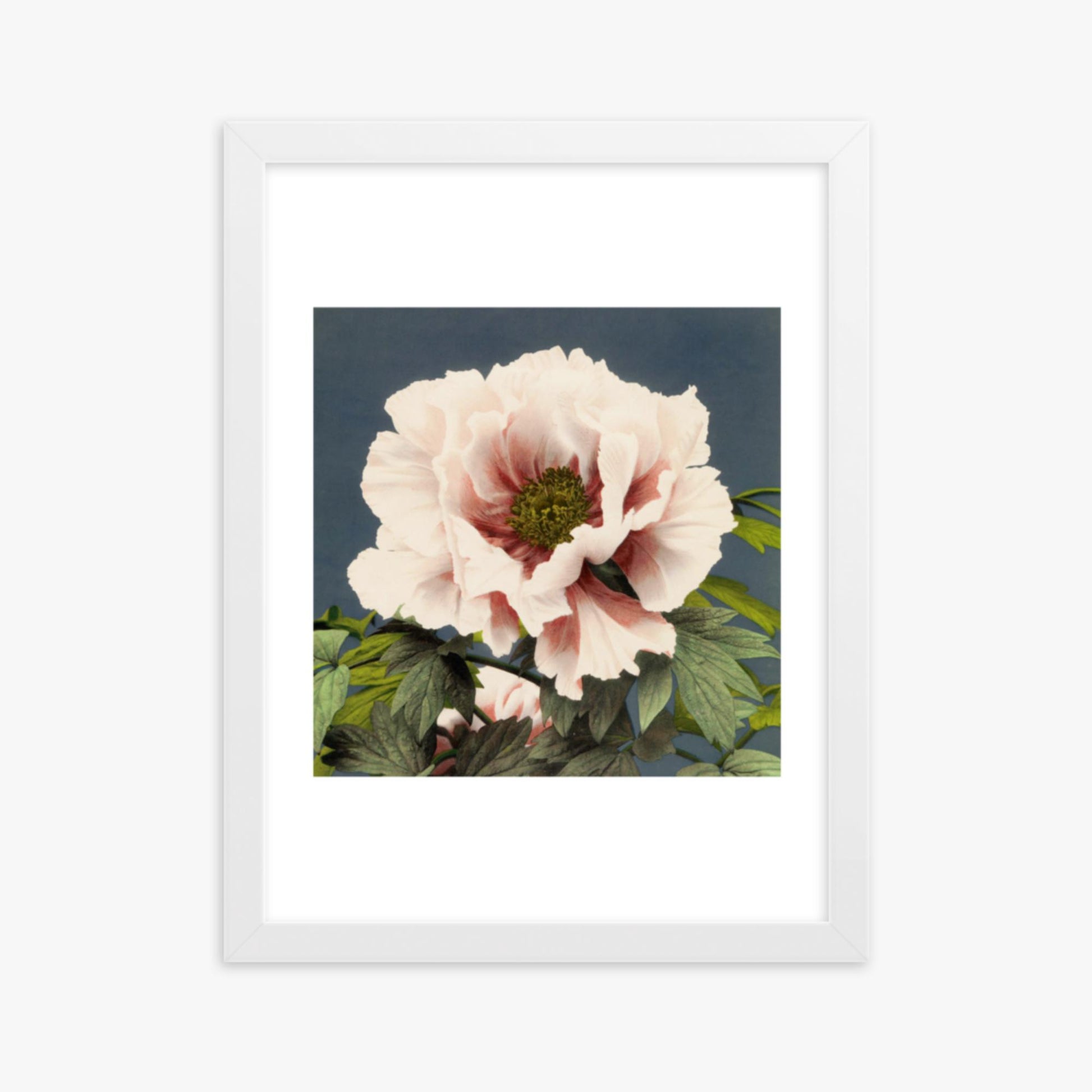 Ogawa Kazumasa - Peony 30x40 cm Poster With White Frame