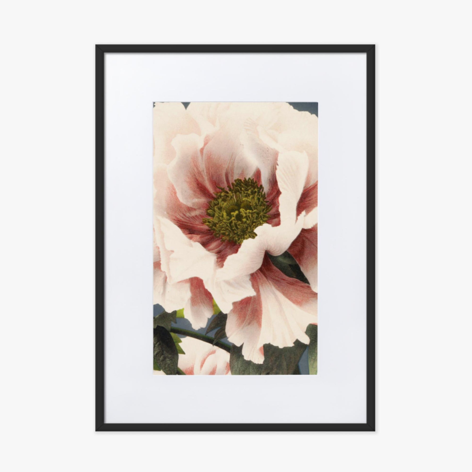 Ogawa Kazumasa - Peony 50x70 cm Poster With Black Frame