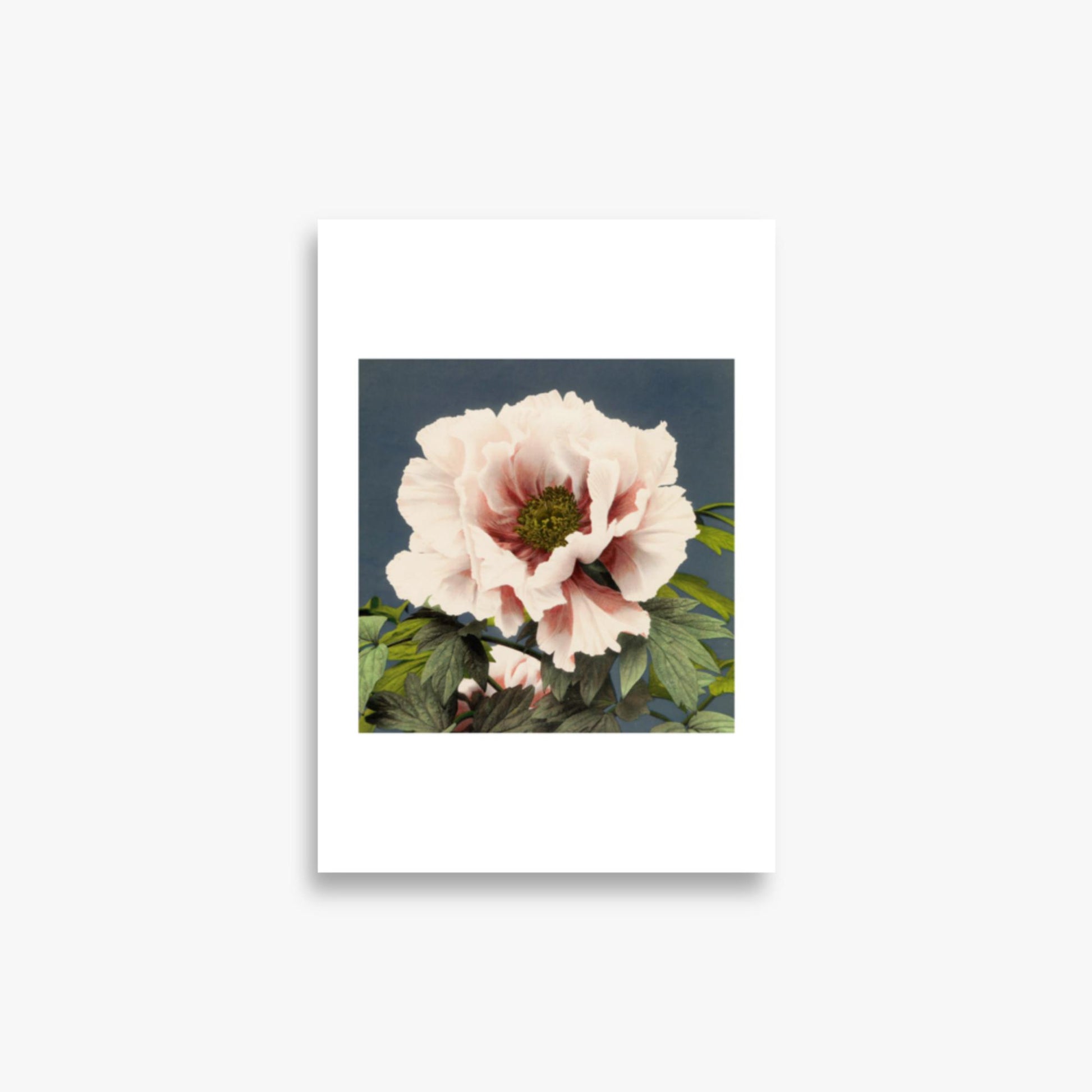 Ogawa Kazumasa - Peony 21x30 cm Poster