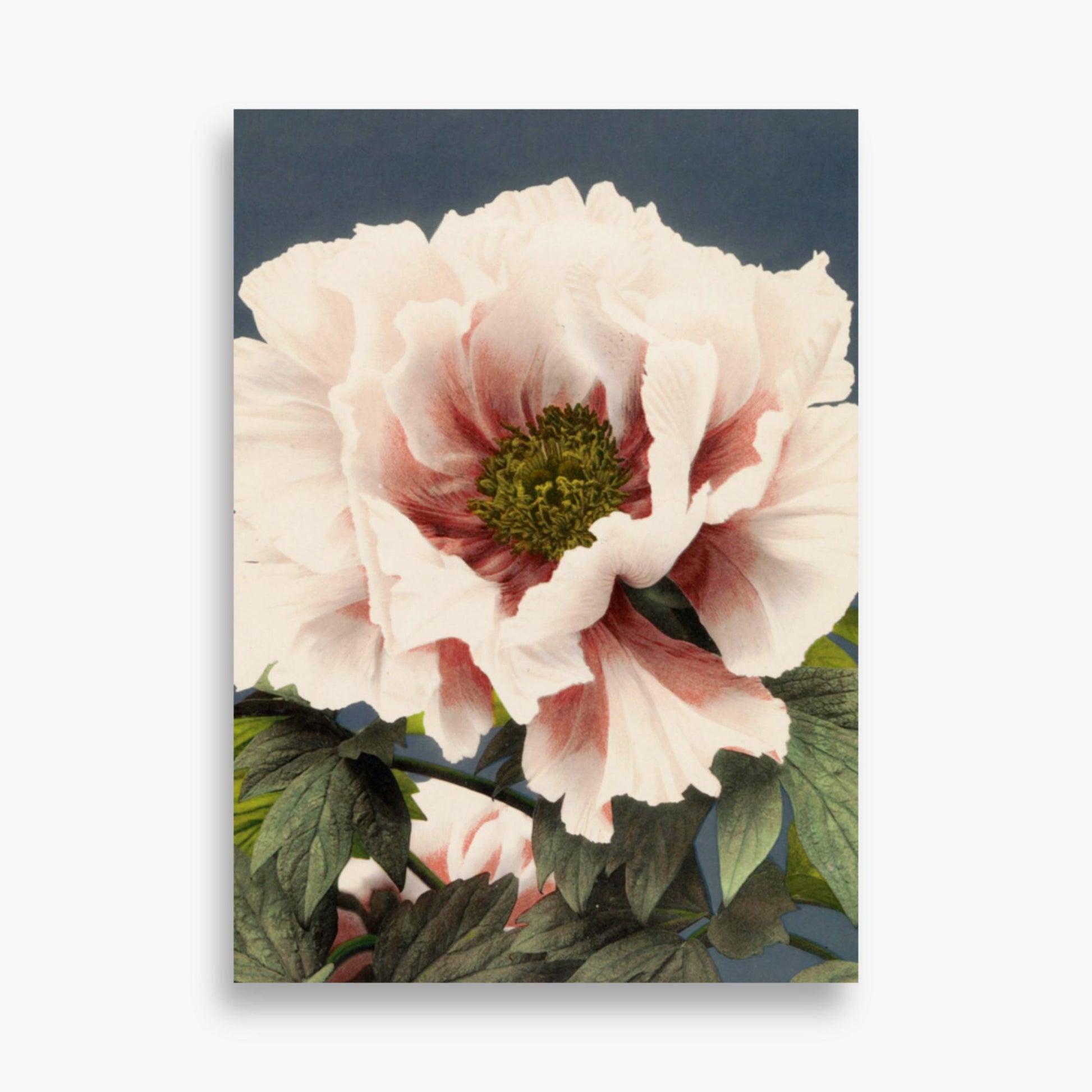 Ogawa Kazumasa - Peony 50x70 cm Poster