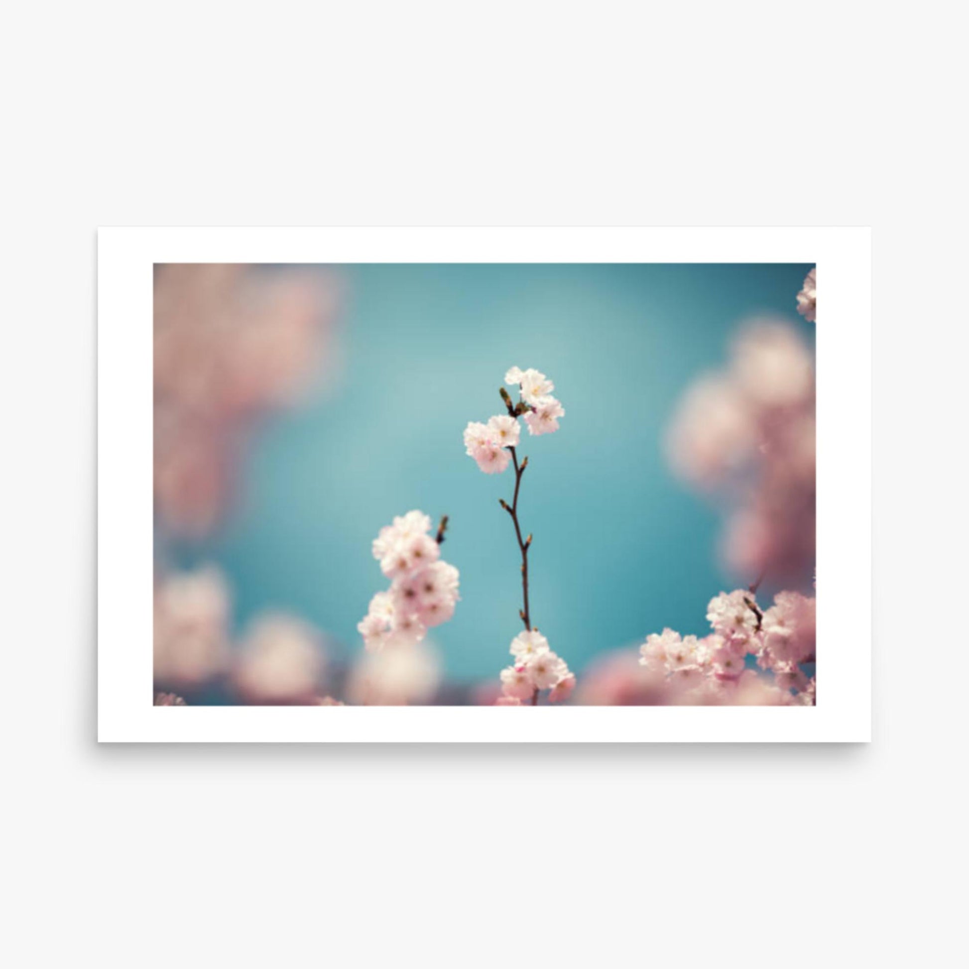 Pastel Colored Cherry Blossoms 24x36 in Poster