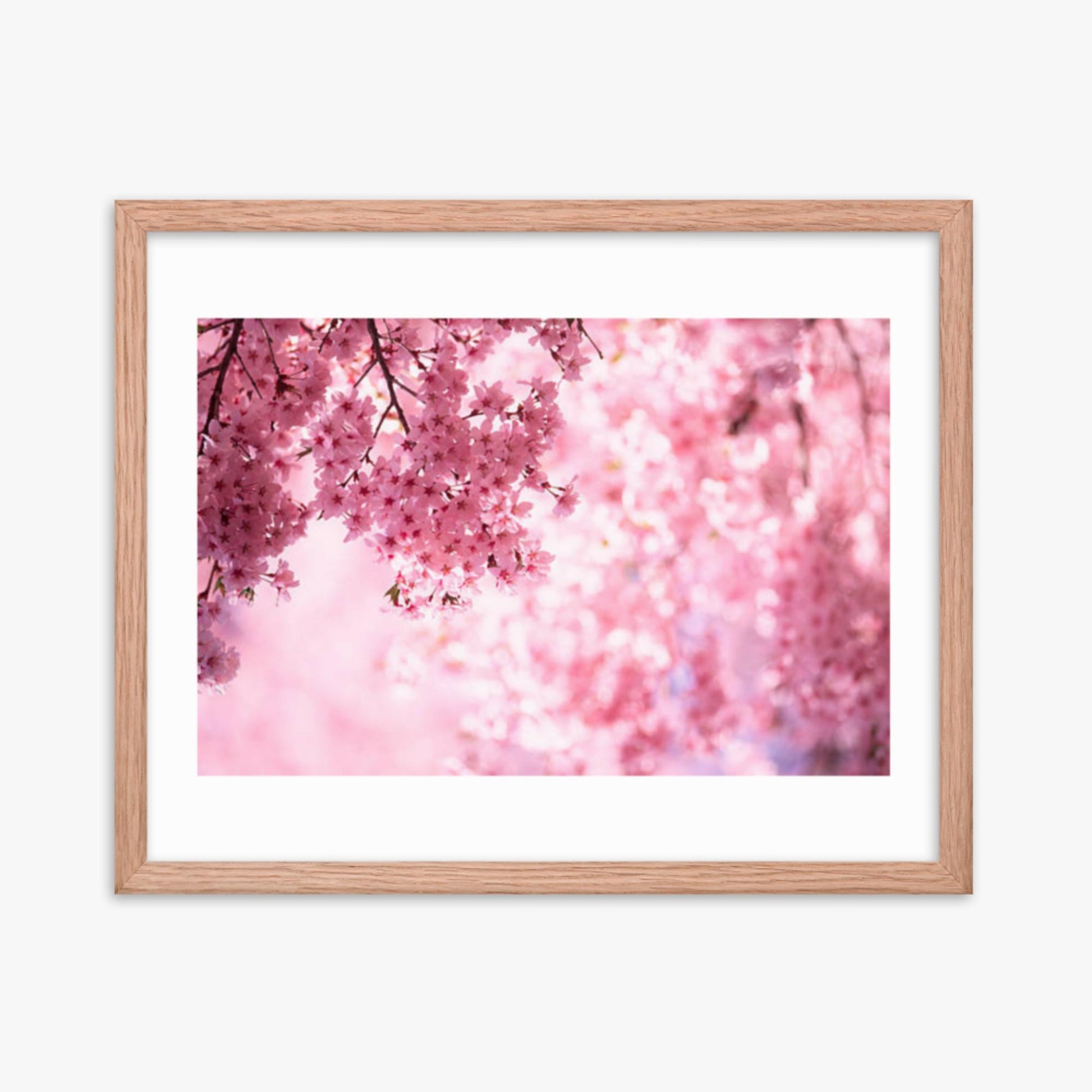 Pink Cherry Blossoms 16x20 in Poster With Oak Frame