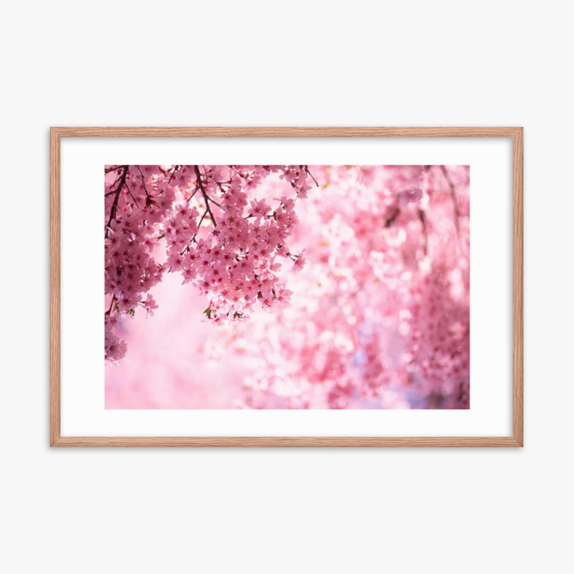 Pink Cherry Blossoms 24x36 in Poster With Oak Frame