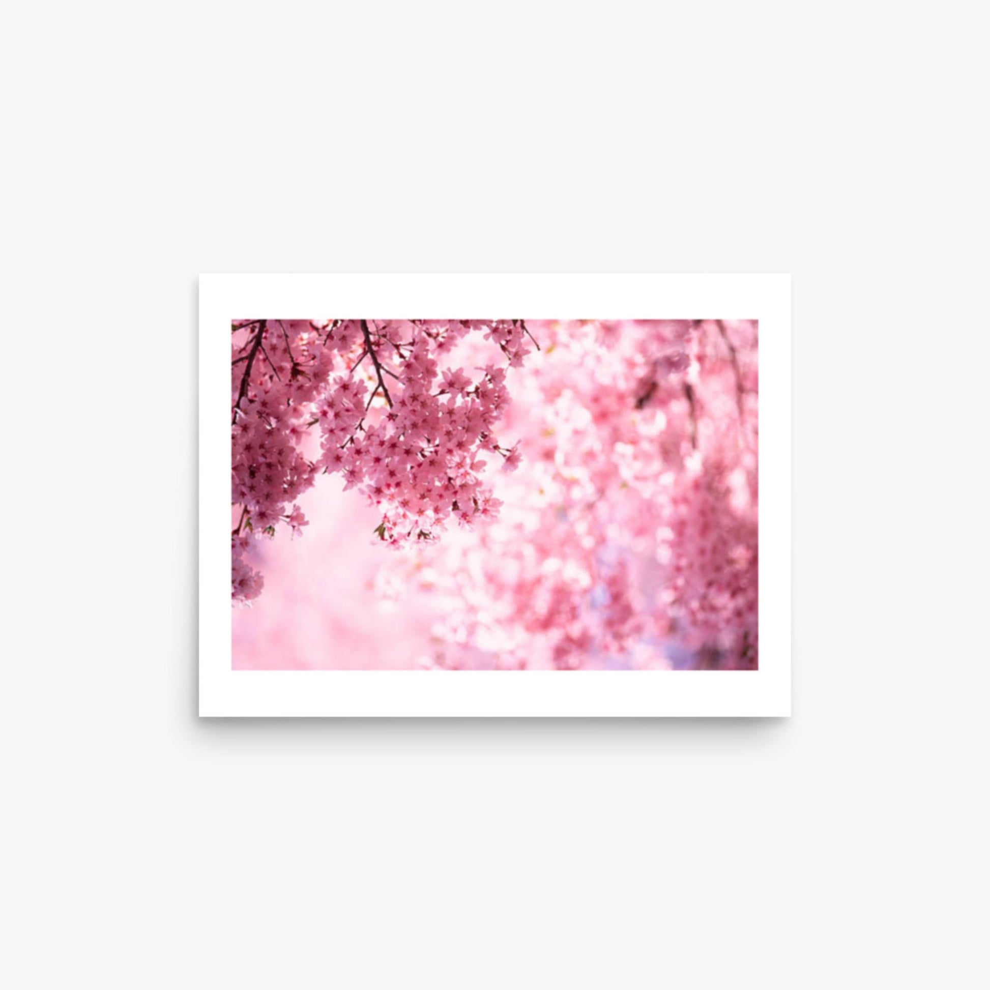 Pink Cherry Blossoms 12x16 in Poster