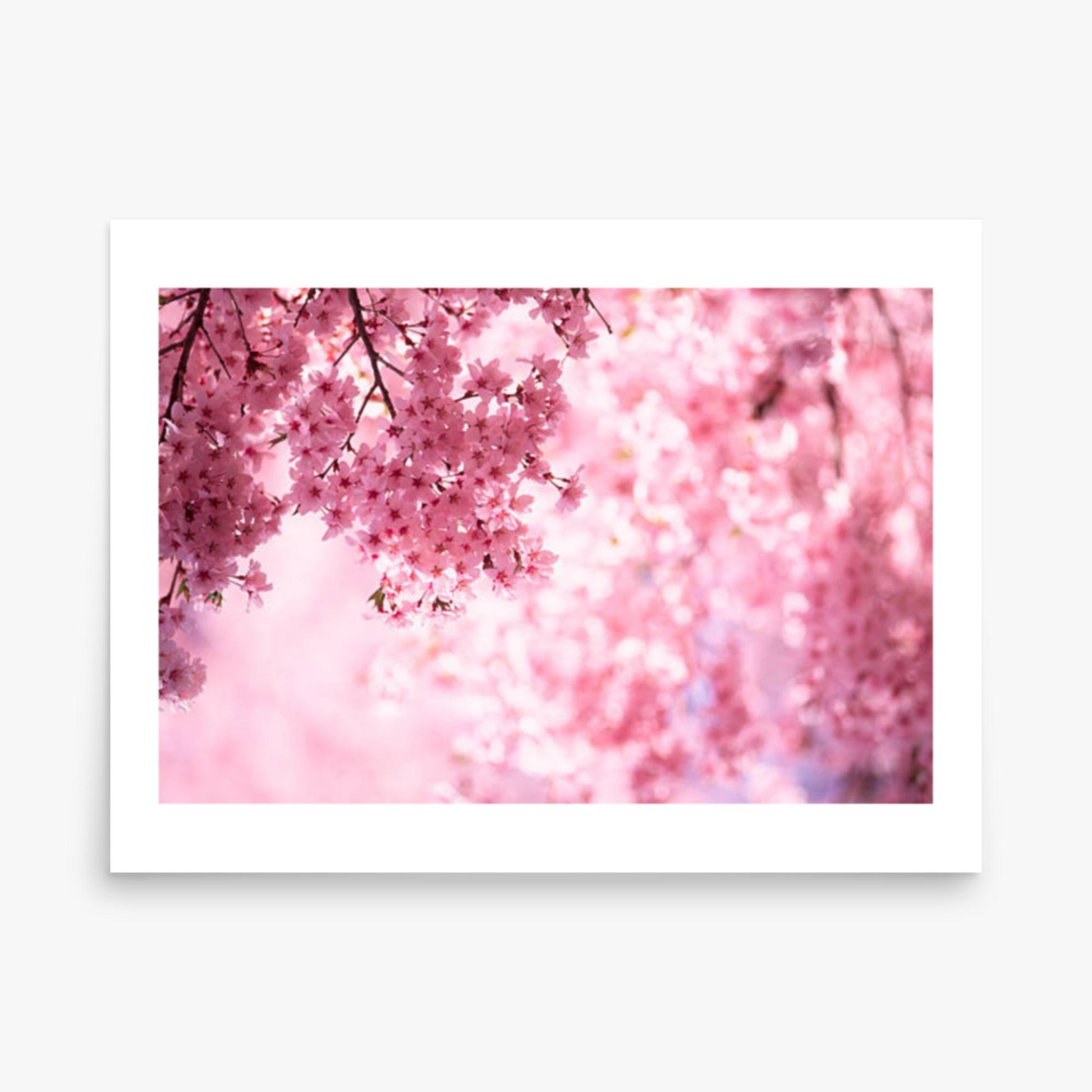 Pink Cherry Blossoms 18x24 in Poster