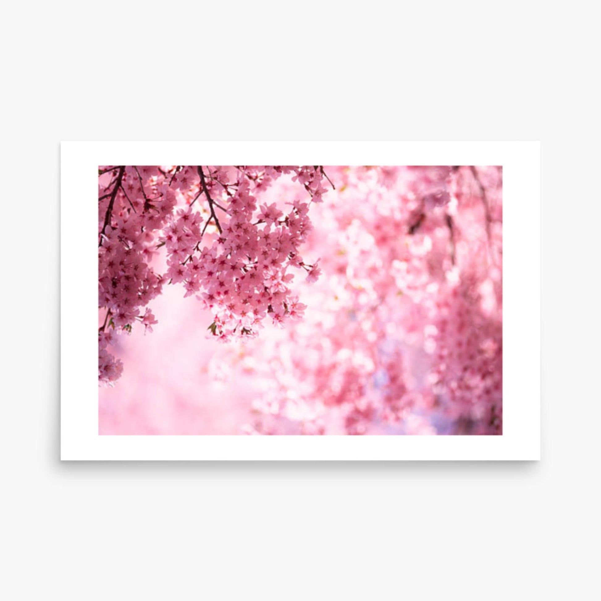 Pink Cherry Blossoms 24x36 in Poster