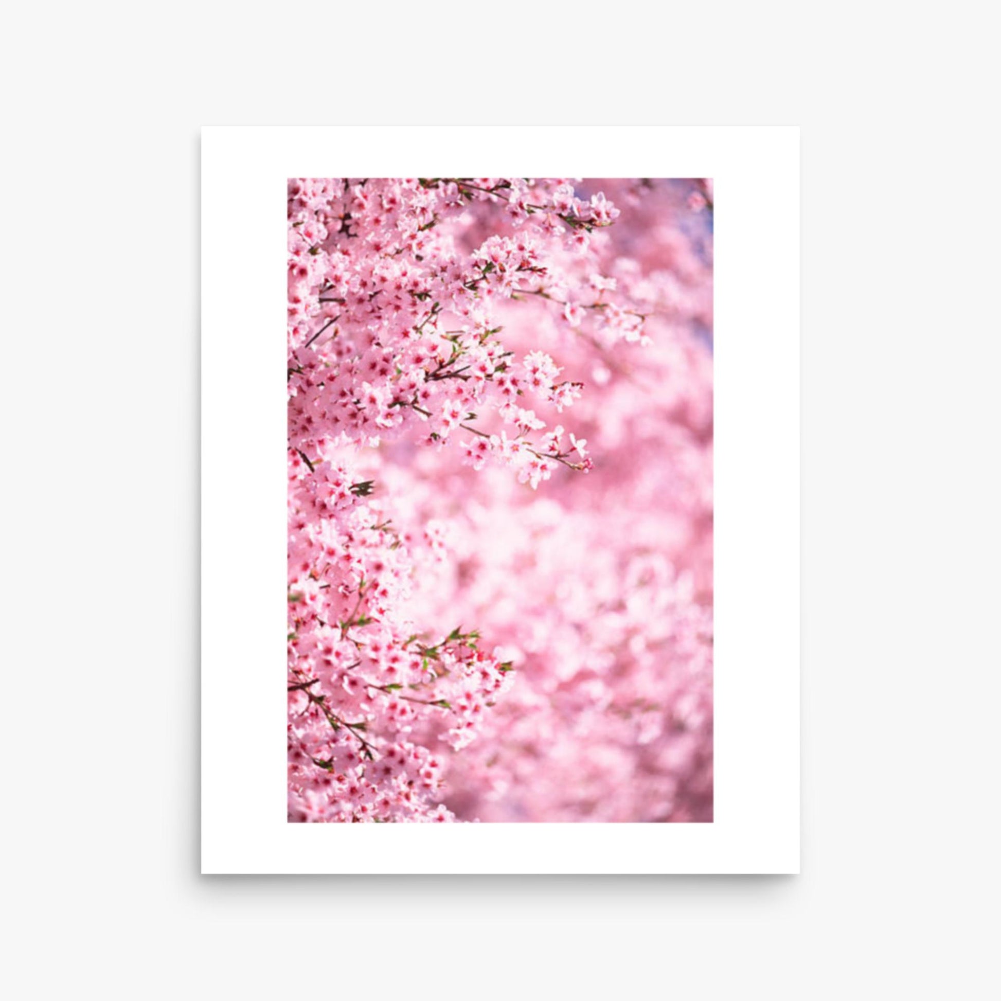 Pink Cherry Blossoms 2 16x20 in Poster