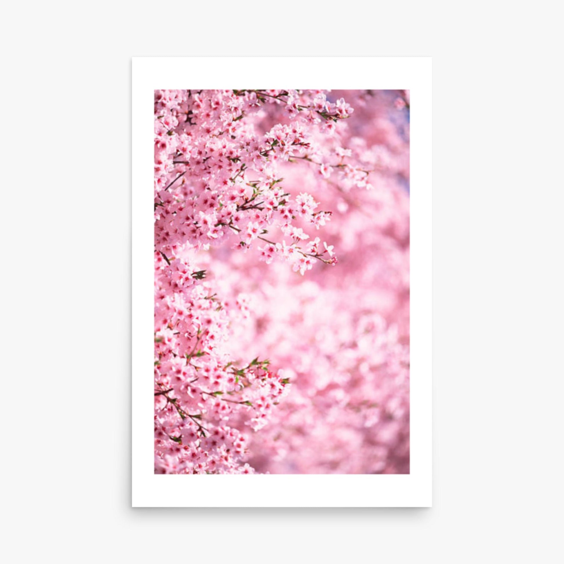 Pink Cherry Blossoms 2 24x36 in Poster