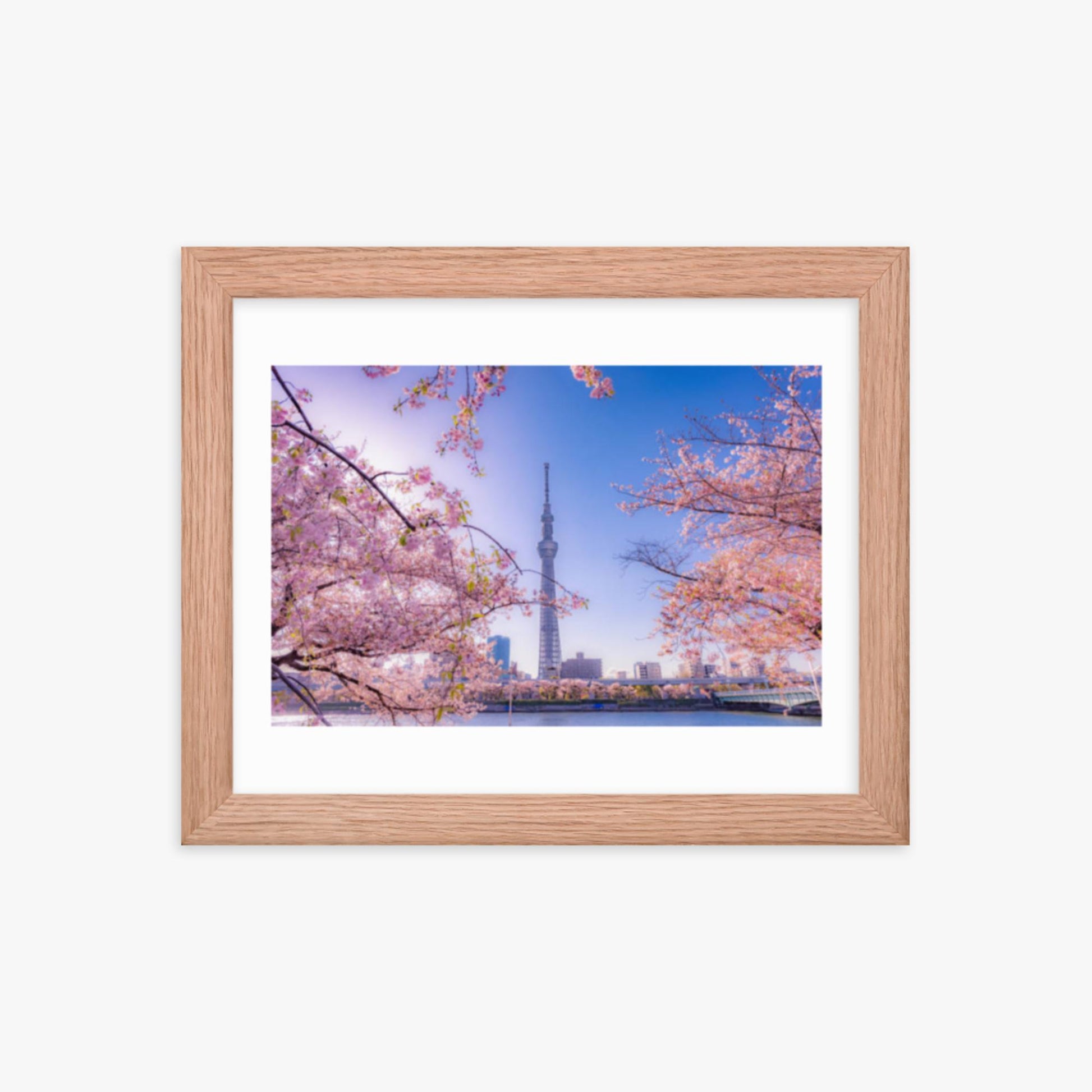 Cherry blossom and building at Asakusa Sumida Park 8x10 in Poster With Oak Frame