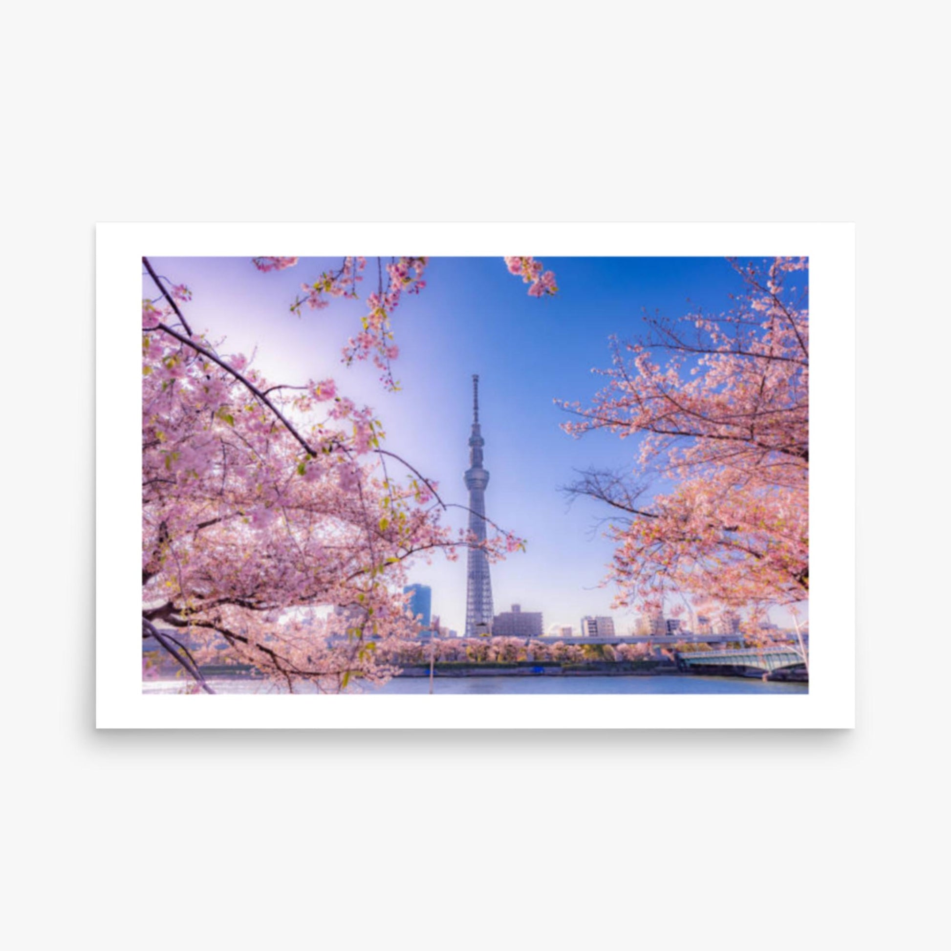 Cherry blossom and building at Asakusa Sumida Park 24x36 in Poster