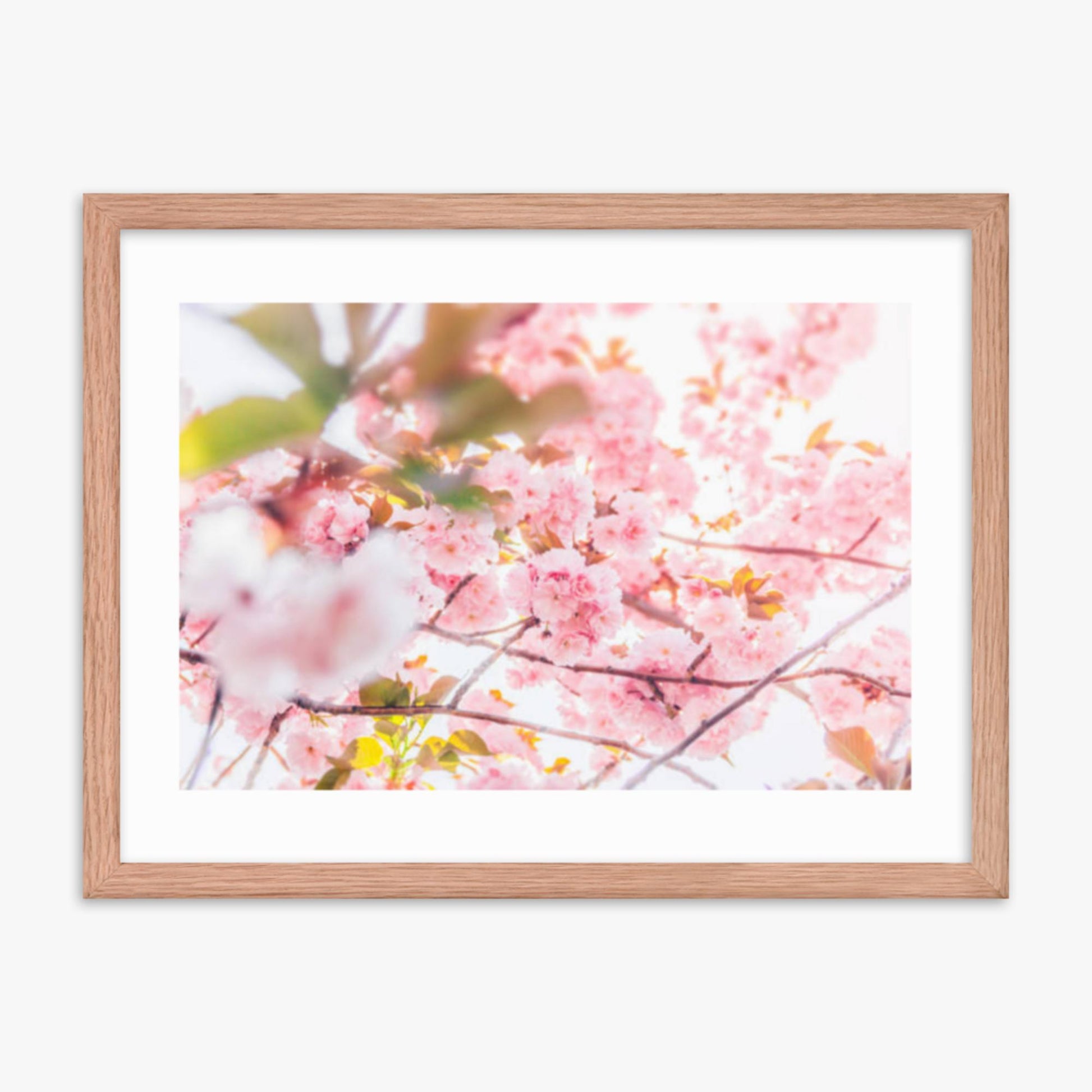 Cherry blossom flowers and sunshine 18x24 in Poster With Oak Frame