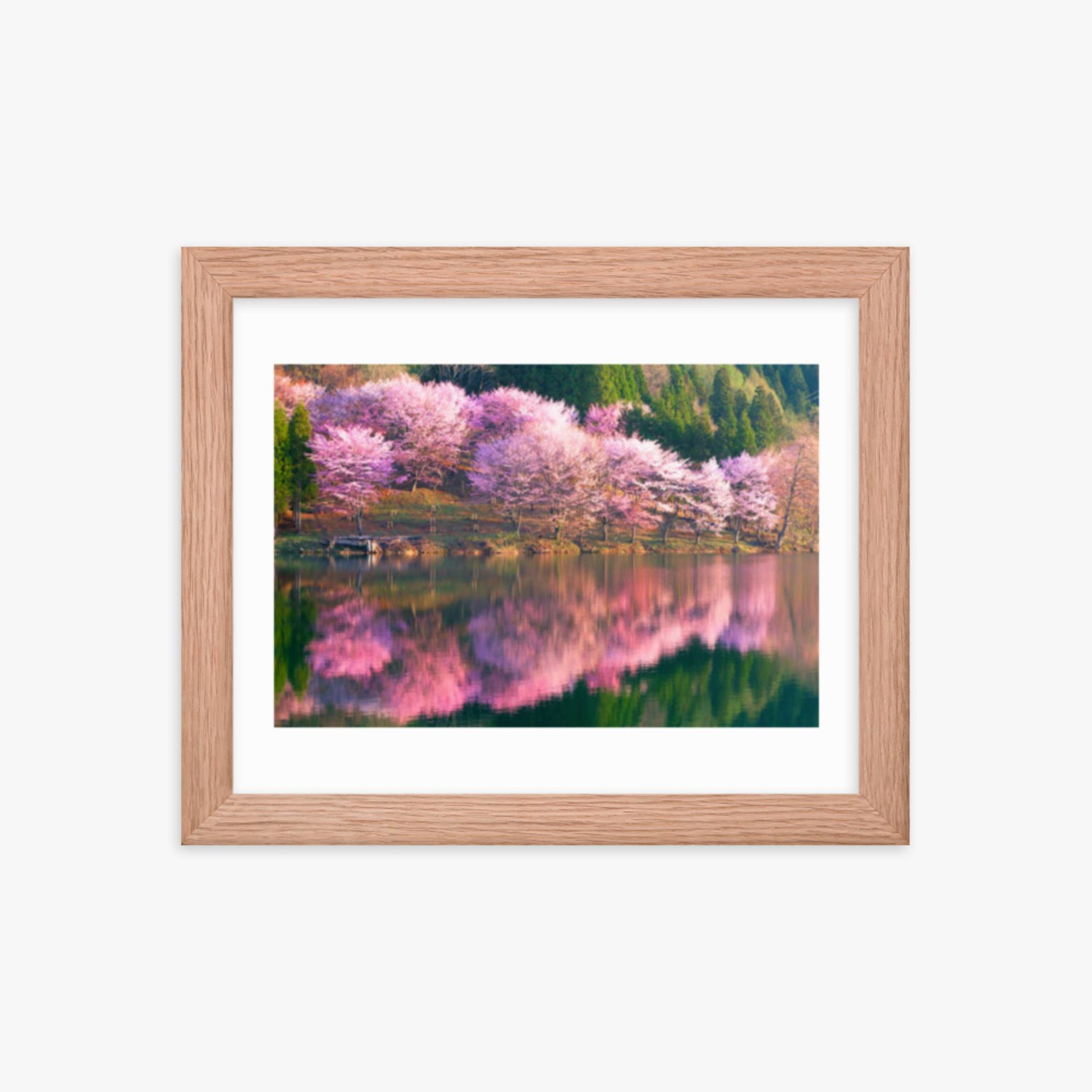 Pink cherry blossoms reflected in Lake Nakatsuna 8x10 in Poster With Oak Frame