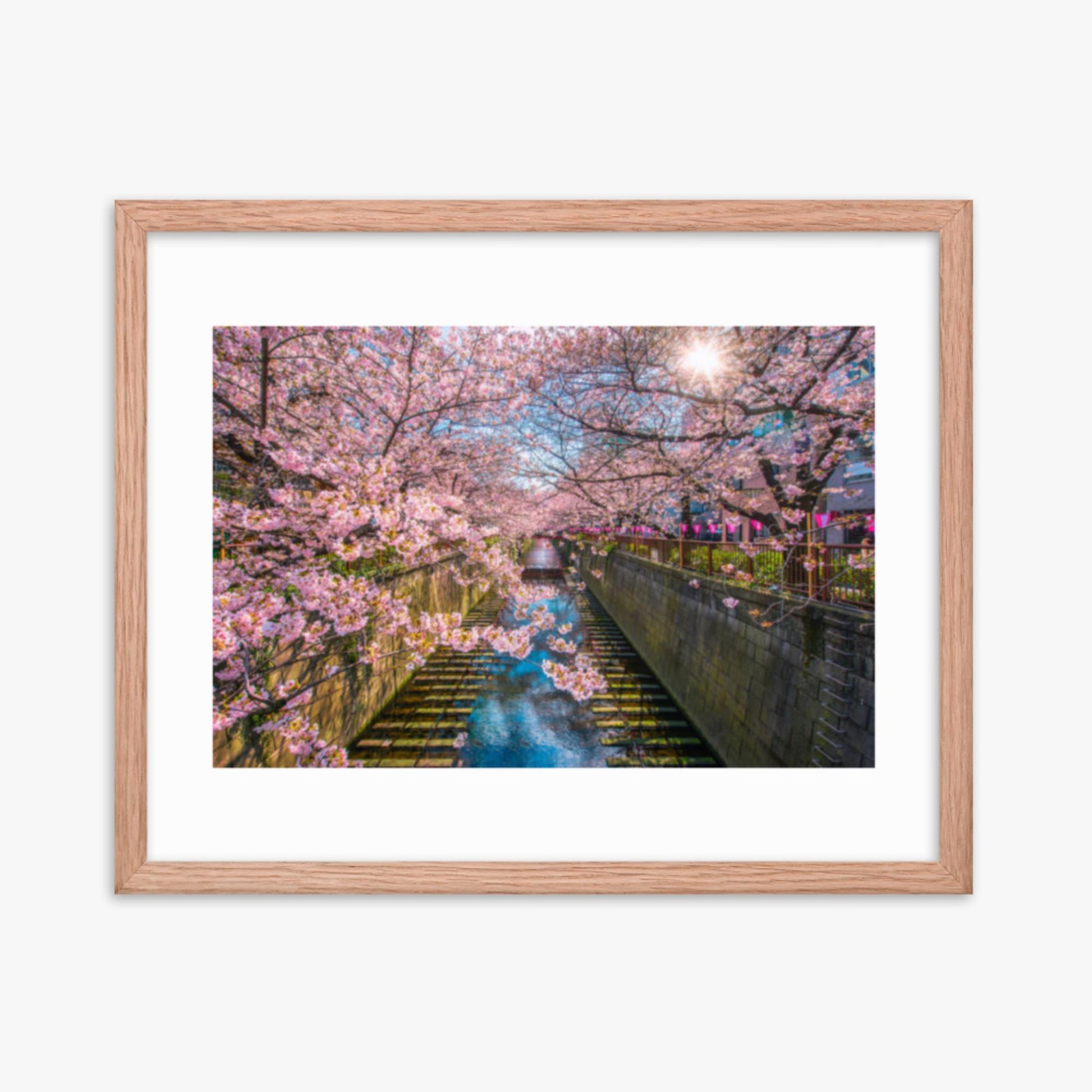 Cherry blossom sakura lined Meguro Canal in Tokyo 16x20 in Poster With Oak Frame