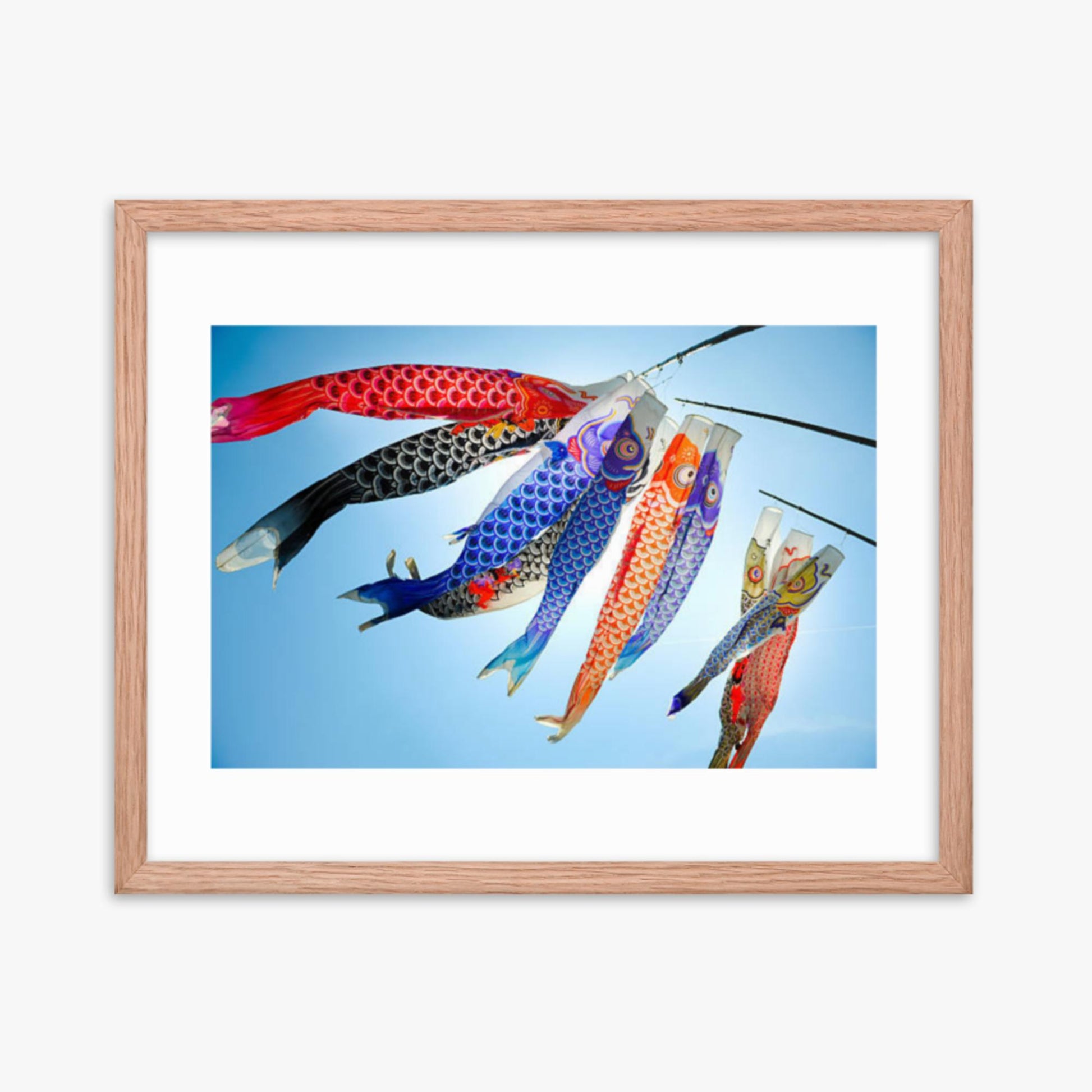 Koinobori 16x20 in Poster With Oak Frame